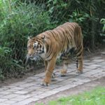 Sumatra-Tiger NaturZoo Rheine