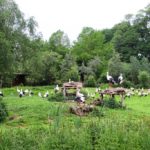 Brutkolonie Weißstörche NaturZoo Rheine