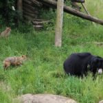 Lippenbär mit Goldschakalen NaturZoo Rheine