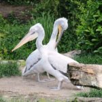 Krauskopfpelikane Zoo Amersfoort