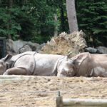 Panzernashörner Zoo Amersfoort