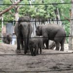 Asiatische Elefanten Zoo Amersfoort