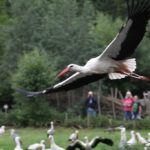 Storch im Anflug NaturZoo Rheine