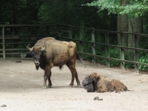 Wisentkalb Zoo Rostock