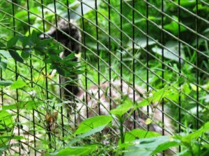 Emu-Kücken Zoo Rostock