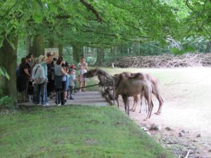 Sonntagsführung Fütterung Trampeltiere Zoo Rostock