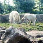 Eisbärenaußenanlage Zoo Rotterdam