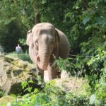 Asiatischer Elefant Zoo Rotterdam