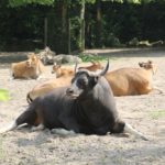 Banteng Zoo Rotterdam