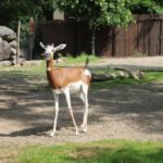 Mhorr-Gazelle Zoo Rotterdam