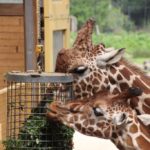 Giraffe Zoo Rotterdam