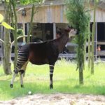 Okapi Zoo Rotterdam