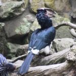 Trompeter-Hornvogel NaturZoo Rheine