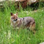 Goldschakal NaturZoo Rheine