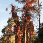 buntes Herbstlaub im Zoo