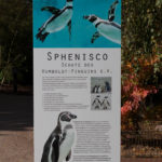 Auch der Rostocker Zoo beteiligt sich am Schutz für die Humboldtpinguine